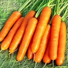 Морковь Пучковая - Семена Тут