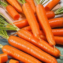 Морковь Ранняя сладкая - Семена Тут