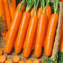 Морковь Чукотский стиль F1 (Северные овощи) - Семена Тут