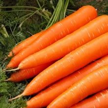 Морковь Вита Лонга - Семена Тут