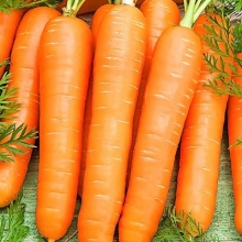 Морковь Витаминная 6 (сеялка) - Семена Тут