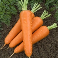 Морковь Янтарный сахар - Семена Тут