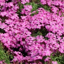 Мыльнянка Розовая лужайка базиликолистная - Семена Тут
