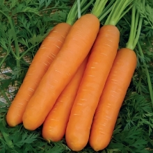 Морковь Нанте - Семена Тут