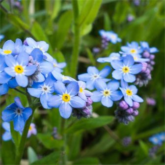 Незабудка Мон амур (полевая)