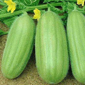 Огурдыня Манго (Mango)