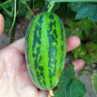 Огурдыня Китайский Зелёный Дракон (Chinese Green Dragon)
