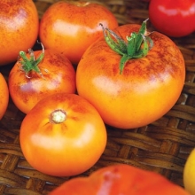 Томат Оранжевый с фиолетовым пятном - Семена Тут