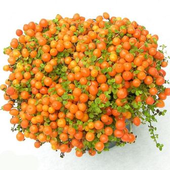 Паслен Оранж Берри