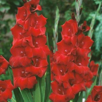 Гладиолус Магма