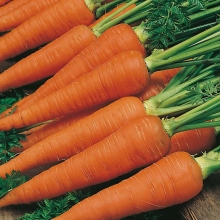 Морковь Осенний король (лента) - Семена Тут