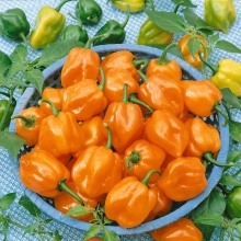 Перец Хабанеро оранжевый - Семена Тут