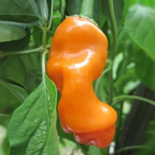 Перец Питер Пеппер Оранжевый (Peter Pepper Orange) (большой пакет) - Семена Тут