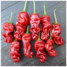 Перец Питер Пеппер Красный (Peter Pepper Red) (большой пакет) - Семена Тут