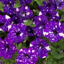 Петуния Ночное Небо (Dot Star Dark Violet) (большой пакет) - Семена Тут