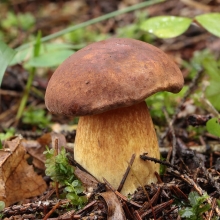 Польский гриб на зерновом субстрате (мицелий) 12мл - Семена Тут