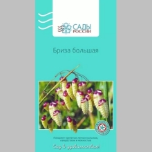 Бриза большая - Семена Тут