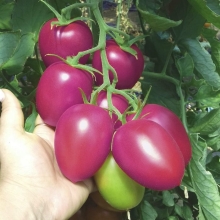Томат Пинк Плам F1 (Pink Plum) (большой пакет) - Семена Тут
