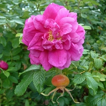 Роза Морщинистая (Rosa rugosa) - Семена Тут