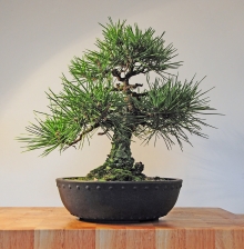 Сосна Тунберга (Pinus thunbergii) - Семена Тут