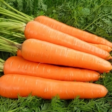 Морковь Супервитаминная - Семена Тут