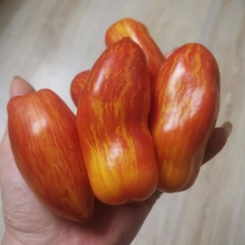 Томат Гном Полосатый Перец (Dwarf Pepper Like Striped) (большой пакет) - Семена Тут