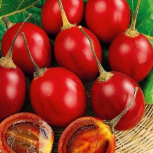 Цифомандра Антарес (томатное дерево) - Семена Тут