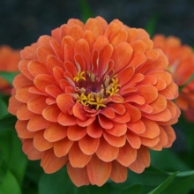 Цинния Крупноцветковая оранжевая - Семена Тут