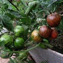Томат Дзы-Ба-Ю (Реликтовые томаты) - Семена Тут