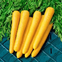 Морковь Узбекская желтая (большой пакет) - Семена Тут