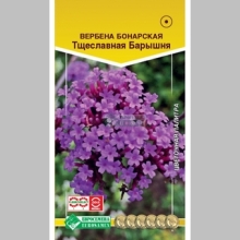 Вербена Тщеславная Барышня (бонарская) - Семена Тут