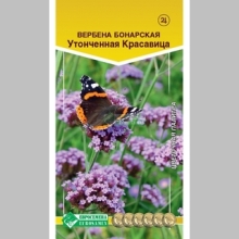 Вербена Утонченная Красавица (бонарская) - Семена Тут