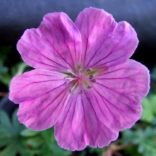 Герань Vision Violet Apex садовая (Benary) - Семена Тут