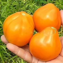 Томат Японский трюфель оранжевый - Семена Тут