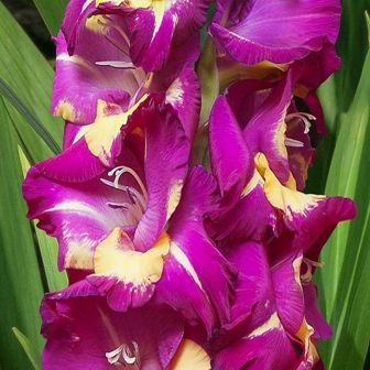 Гладиолус Сишор