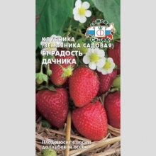 Земляника Радость Дачника F1 крупноплодная ремонтантная - Семена Тут