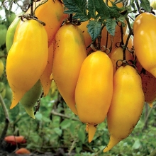 Томат Золотой Лимон (Реликтовые томаты) - Семена Тут