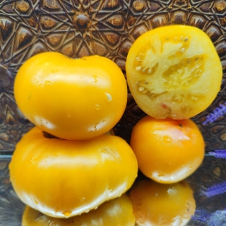 Томат Гном Новый Большой гном Оранжевый (New Big Dwarf orange) - Семена Тут