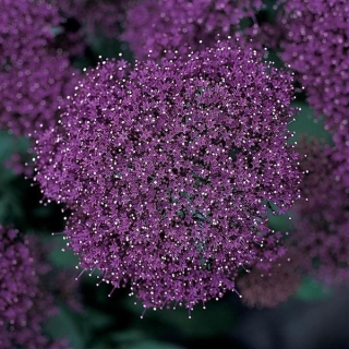 Трахелиум Lake Forest Purple (большой пакет) - Семена Тут