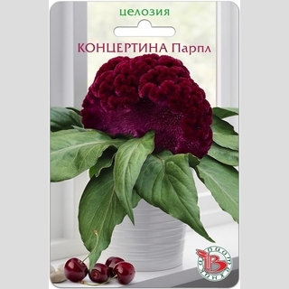 Целозия Концертина Парпл (горшечная) - Семена Тут