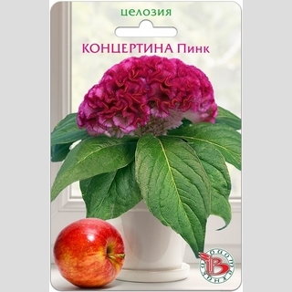 Целозия Концертина Пинк (горшечная) - Семена Тут