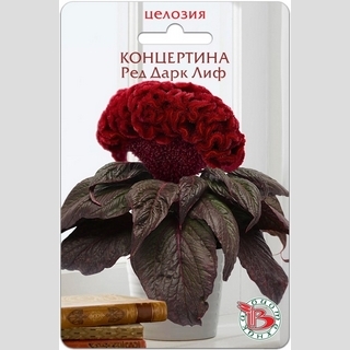 Целозия Концертина Ред Дарк Лиф (горшечная) - Семена Тут