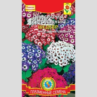 Цинерария Шедевр - Семена Тут