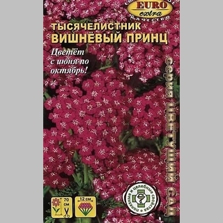 Тысячелистник Вишнёвый принц - Семена Тут