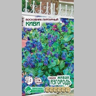 Восковник Киви (пурпурный) - Семена Тут