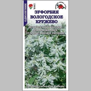 Эуфорбия Вологодское кружево (молочай) - Семена Тут