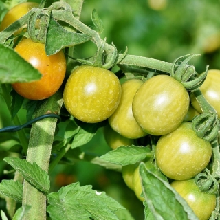 Томат Зелёный мёд (Реликтовые томаты) - Семена Тут