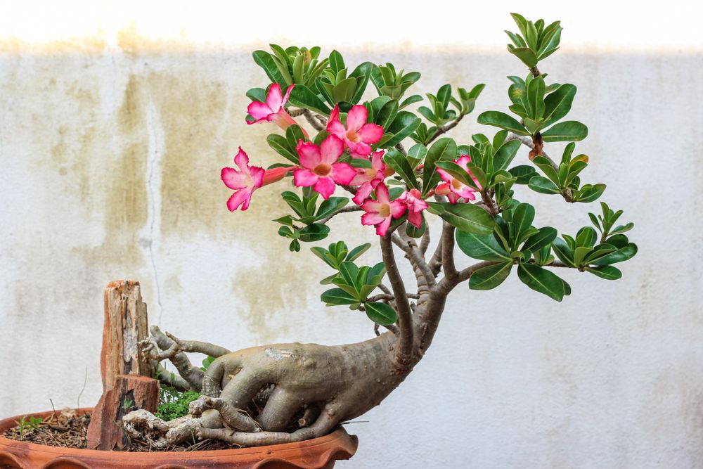 Adenium 2