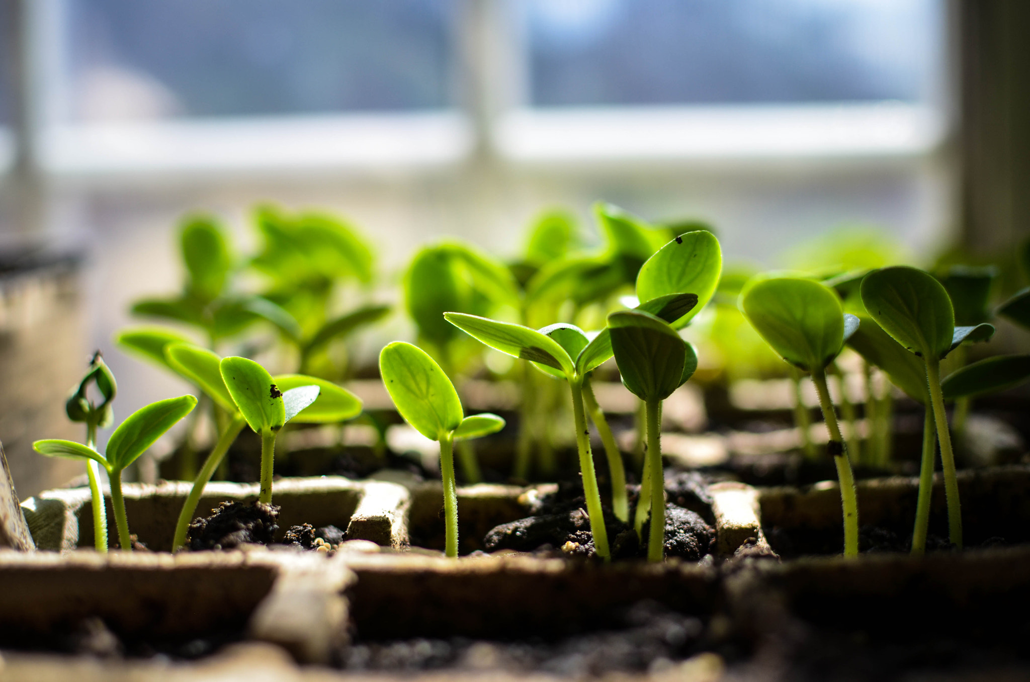 Cucumber Seedlings 32108679