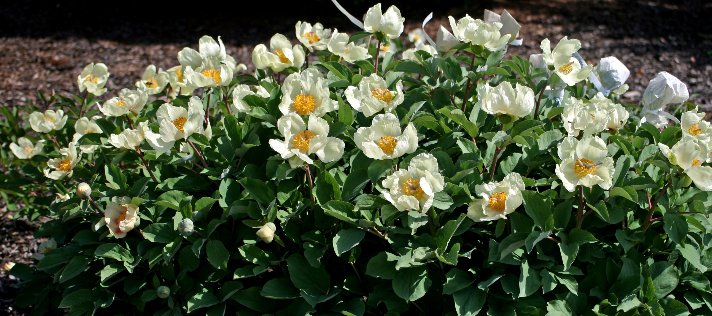 Paeonia mlokosewitschii prg1